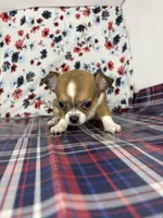Pippins girl🌸, a female Chihuahua for sale in Mulberry, FL – 1 of 5