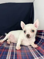 Pippin Boy🧢, a male Chihuahua for sale in Mulberry, FL – 3 of 5