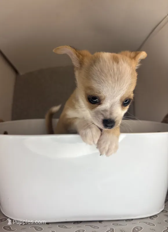 Milo ⚾️ – Chihuahua puppy for sale in Mulberry, FL