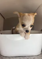 Milo ⚾️, a male Chihuahua for sale in Mulberry, FL – 3 of 10