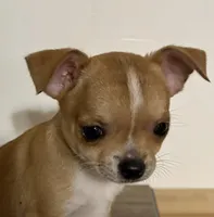 processed/8fc59a51-2a3f-4f1e-b56d-d4dc0ab3d832/listing/6efaecc2-e4ee-4599-b51b-ad9082152bbe/32a690ed-1f60-44e0-b62f-7640c0f28939