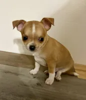 processed/8fc59a51-2a3f-4f1e-b56d-d4dc0ab3d832/listing/6efaecc2-e4ee-4599-b51b-ad9082152bbe/b9882de2-7f6f-40b4-8505-f3c2de0ab0ba