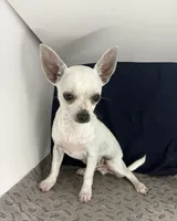 Pippin Boy🧢, a male Chihuahua for sale in Mulberry, FL – 3 of 4