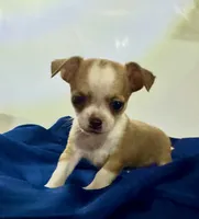 Eloise Boy 🏀, a male Chihuahua for sale in Mulberry, FL – 8 of 9