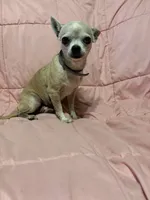 Beautiful Maisie, a female Chihuahua for sale in Mulberry, FL – 4 of 5