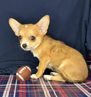 Alice boy 🦕, a male Chihuahua for sale in Mulberry, FL – 5 of 7