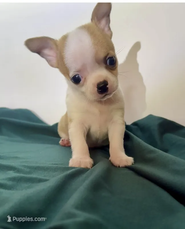 Boy E – Chihuahua puppy for sale in Mulberry, FL