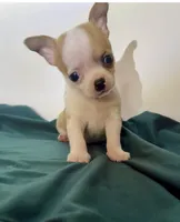 Boy E, a male Chihuahua for sale in Mulberry, FL – 1 of 4