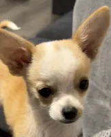 Milo, a male Chihuahua for sale in Mulberry, FL – 3 of 10