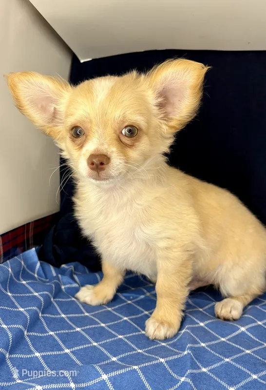 Noel’s fawn LC – Chihuahua puppy for sale in Mulberry, FL