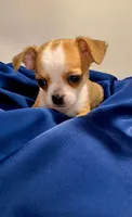 Eloise boy🏐🏐, a male Chihuahua for sale in Mulberry, FL – 4 of 9