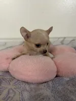 Petunia Girl💕💕, a female Chihuahua for sale in Mulberry, FL – 2 of 6
