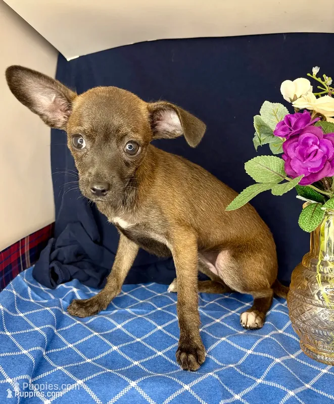 Alice’s girl 🌼 – Chihuahua puppy for sale in Mulberry, FL