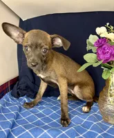 Alice’s girl 🌼, a female Chihuahua for sale in Mulberry, FL – 3 of 4