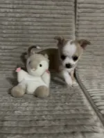 Milo ⚾️, a male Chihuahua for sale in Mulberry, FL – 6 of 9