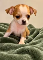 Eloise boy🏐🏐, a male Chihuahua for sale in Mulberry, FL – 2 of 9