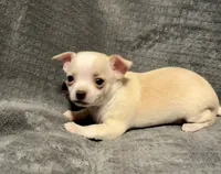 Cutie 🥎🥎🥎, a male Chihuahua for sale in Mulberry, FL – 2 of 7