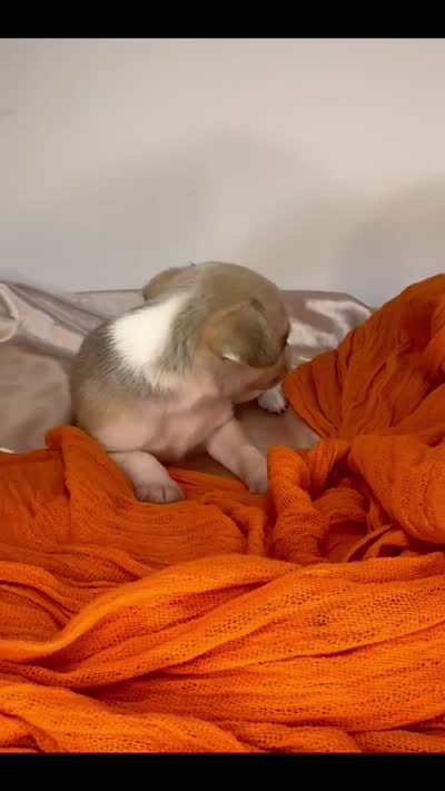 Alice’s boy🏀🏀, a male Chihuahua for sale in Mulberry, FL – 4 of 4