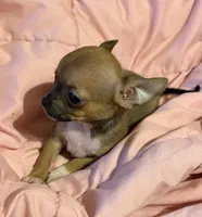 Bears girl 💛, a female Chihuahua for sale in Mulberry, FL – 5 of 5