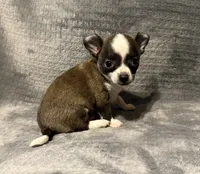 Baby boy 🥎🥎, a male Chihuahua for sale in Mulberry, FL – 5 of 7