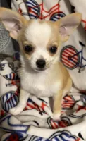 Milo, a male Chihuahua for sale in Mulberry, FL – 9 of 10