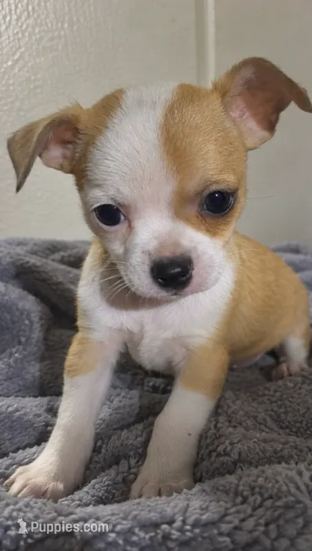 Eloise’s pup🌺🌺 – Chihuahua puppy for sale in Mulberry, FL