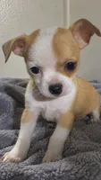 Eloise’s pup🌺🌺, a female Chihuahua for sale in Mulberry, FL – 1 of 6