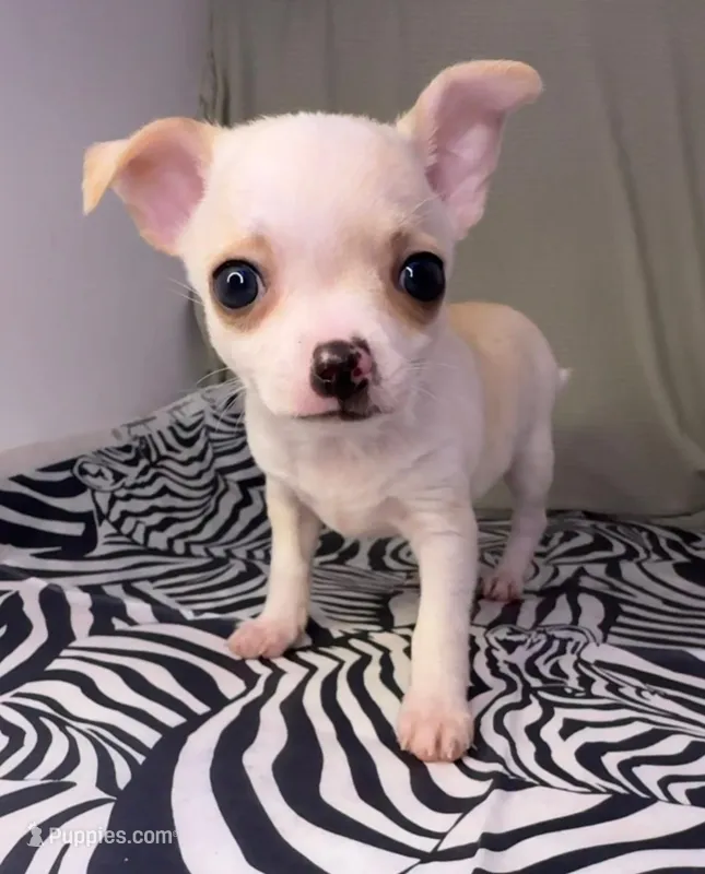 Elinor boy 💙💙💙 – Chihuahua puppy for sale in Mulberry, FL