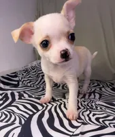 Elinor boy 💙💙💙, a male Chihuahua for sale in Mulberry, FL – Photo 2 of 3