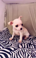 Elinor boy 💙💙💙, a male Chihuahua for sale in Mulberry, FL – Photo 3 of 3