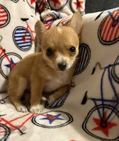 Alice’s boy 🦕, a male Chihuahua for sale in Mulberry, FL – 5 of 6