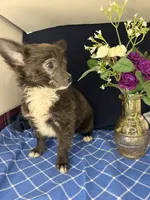 Noel’s boy long coat 👛, a male Chihuahua for sale in Mulberry, FL – 4 of 4