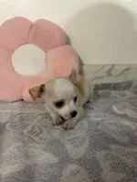 Petunia Girl💕, a female Chihuahua for sale in Mulberry, FL – 3 of 5