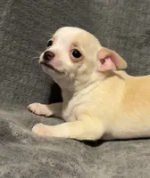 Cutie 🥎🥎🥎, a male Chihuahua for sale in Mulberry, FL – 1 of 7