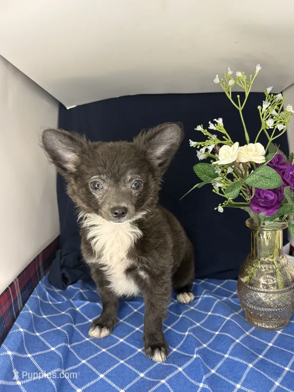 Noel’s boy long coat 👛 – Chihuahua puppy for sale in Mulberry, FL