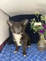 Noel’s boy long coat 👛, a male Chihuahua for sale in Mulberry, FL – 1 of 4