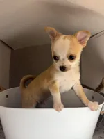Milo ⚾️, a male Chihuahua for sale in Mulberry, FL – 7 of 10