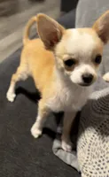 Milo, a male Chihuahua for sale in Mulberry, FL – 6 of 10