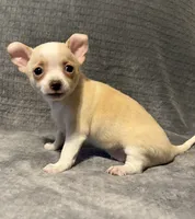 Silly man 🥎🥎🥎🥎, a male Chihuahua for sale in Mulberry, FL – 4 of 6