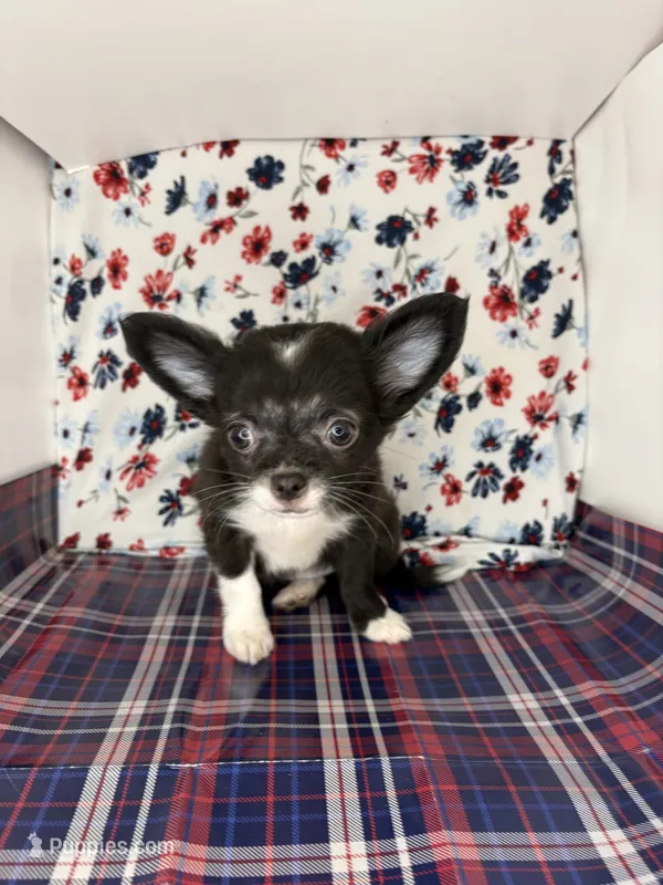 Rosemary’s LC girl 💕 – Chihuahua puppy for sale in Mulberry, FL