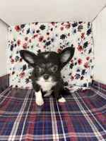 Rosemary’s LC girl 💕, a female Chihuahua for sale in Mulberry, FL – 1 of 3