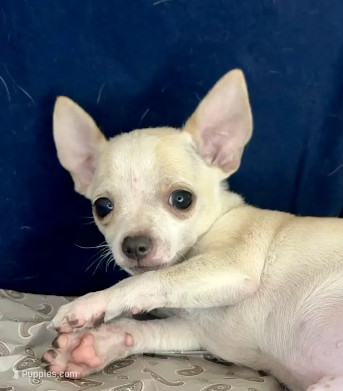 Mister personality 🥎P – Chihuahua puppy for sale in Mulberry, FL