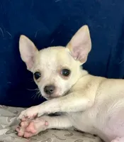 Mister personality 🥎P, a male Chihuahua for sale in Mulberry, FL – 1 of 5