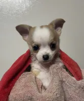 Milo, a male Chihuahua for sale in Mulberry, FL – 7 of 10