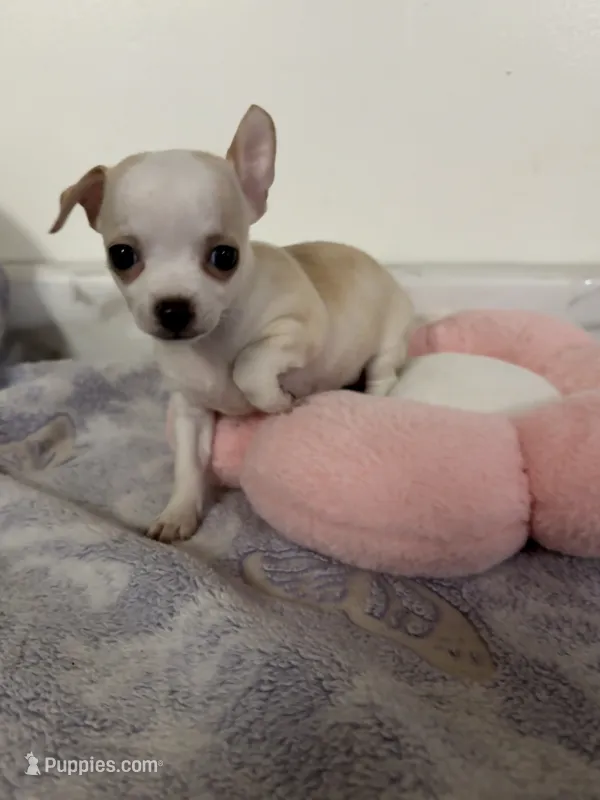 Petunia Girl💕 – Chihuahua puppy for sale in Mulberry, FL