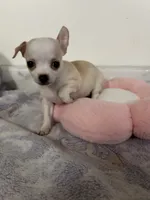 Petunia Girl💕, a female Chihuahua for sale in Mulberry, FL – 2 of 5