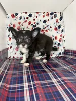 Rosemary’s LC girl 💕, a female Chihuahua for sale in Mulberry, FL – 2 of 3