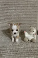 Milo ⚾️, a male Chihuahua for sale in Mulberry, FL – 3 of 9