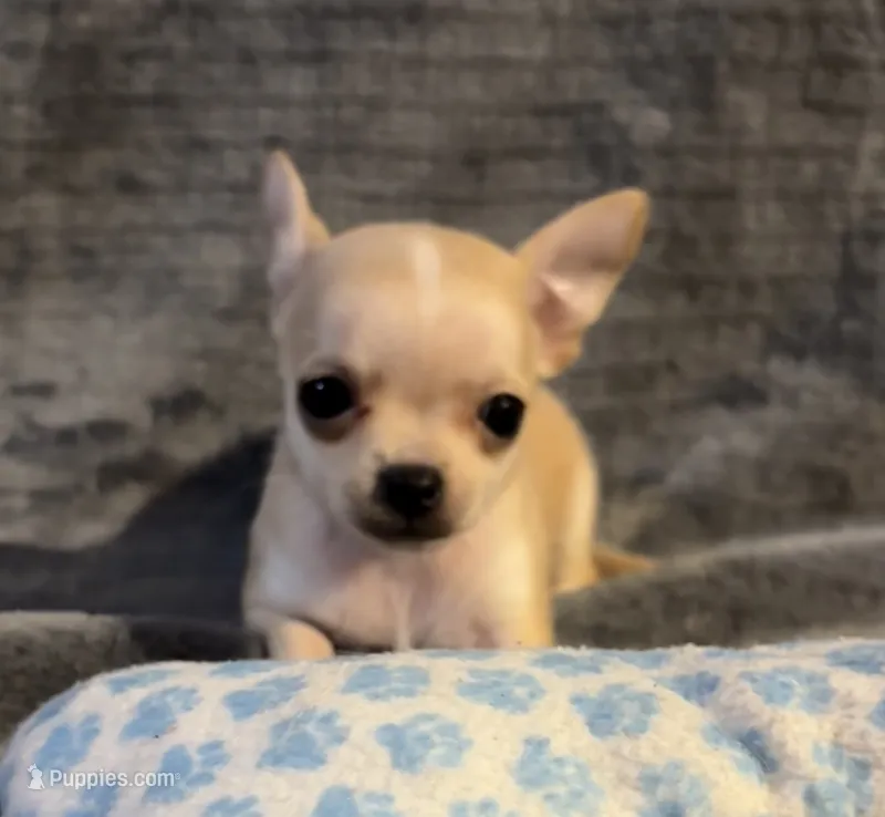 Bears boy  – Chihuahua puppy for sale in Mulberry, FL