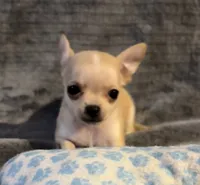 Bears boy , a male Chihuahua for sale in Mulberry, FL – 5 of 7